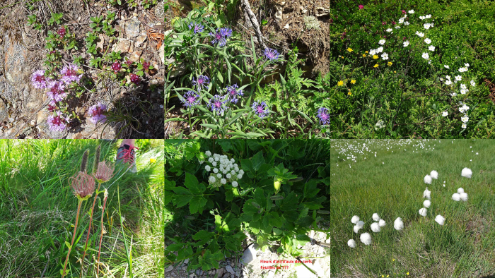 Une flore abondante et diversifiée