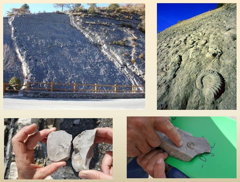 La célèbre dalle aux ammonites