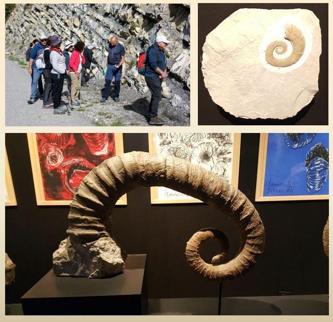 Barrême et ses ammonites déroulées
