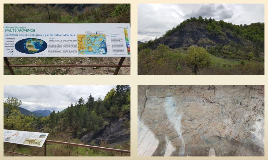 Les terres noires de La Robine et l’Ichtyosaure fossile