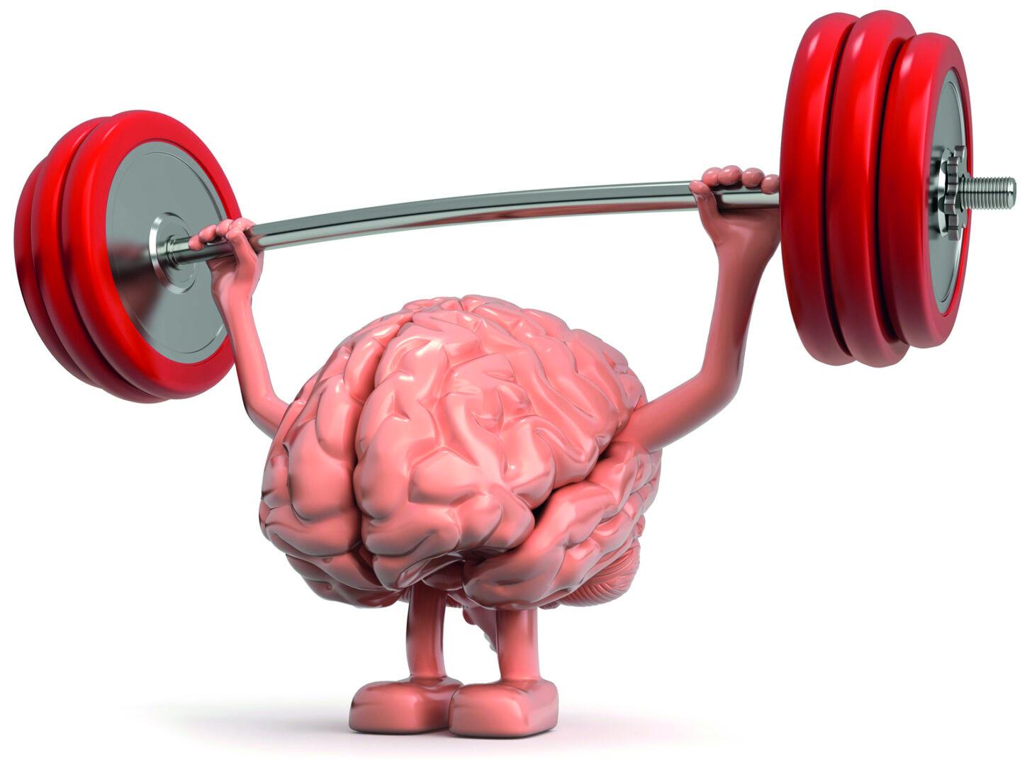 032 cerveau et haltere