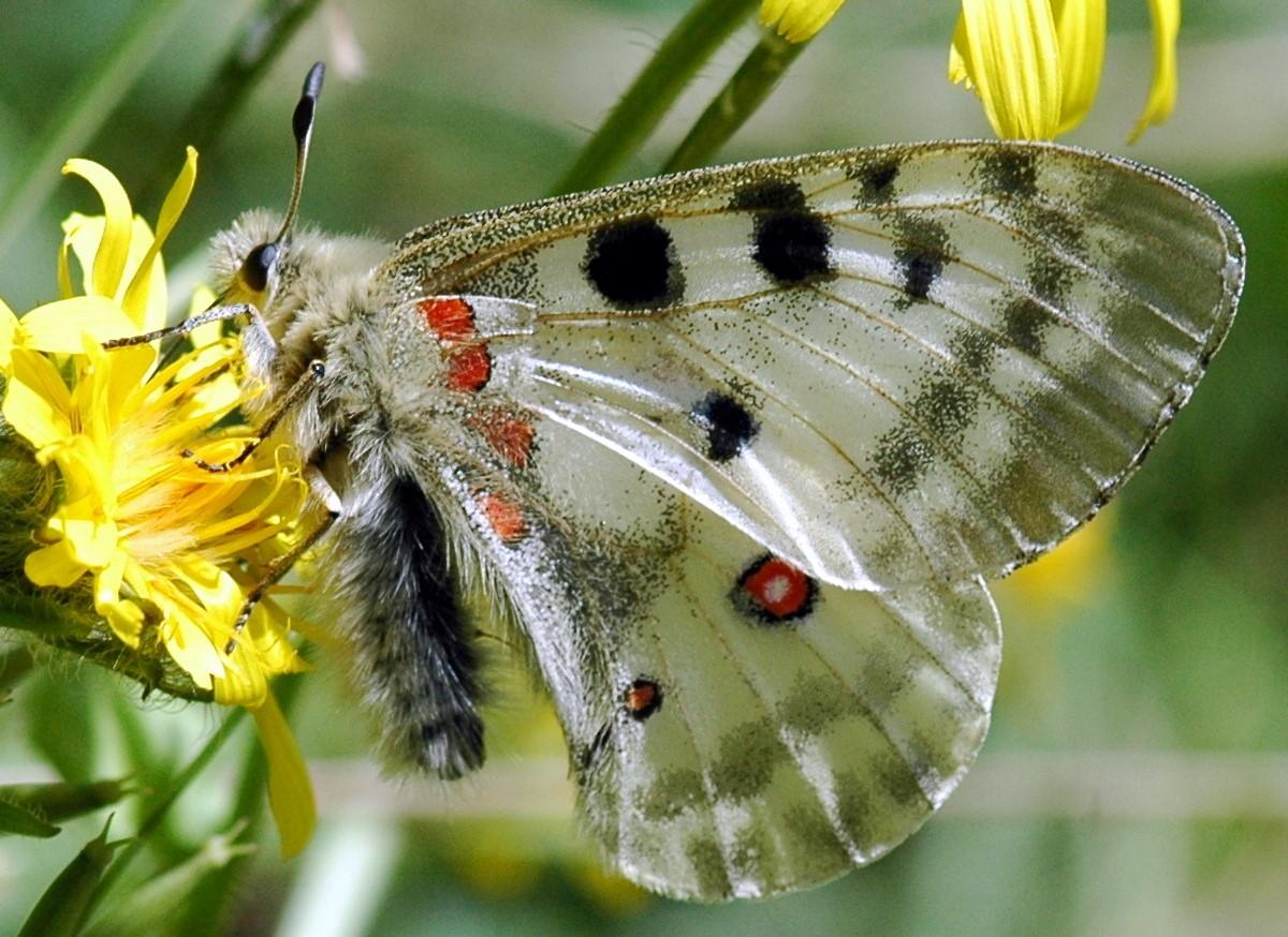 A la decouverte des insectes illustration parnassius apollo