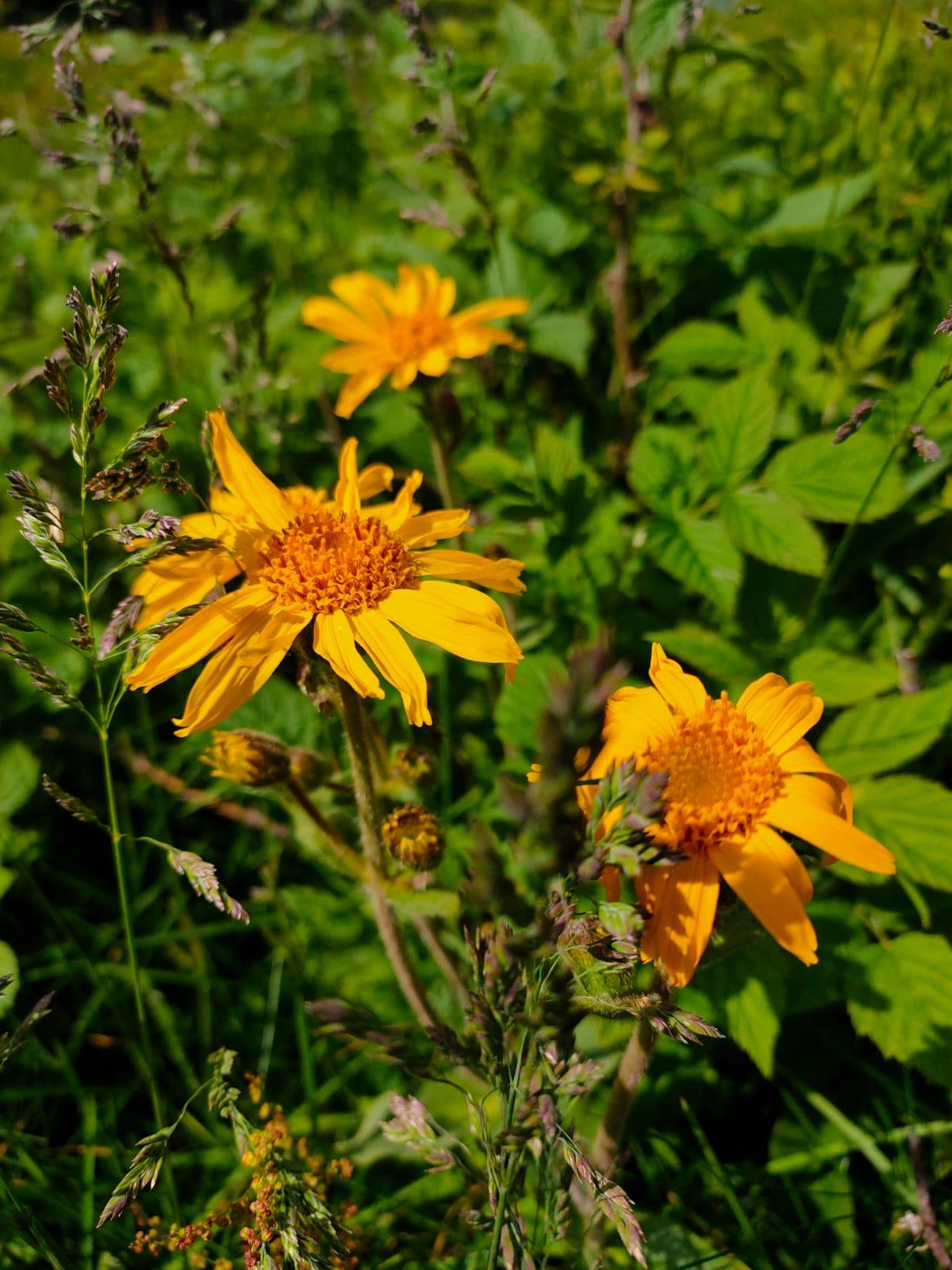 Arnica