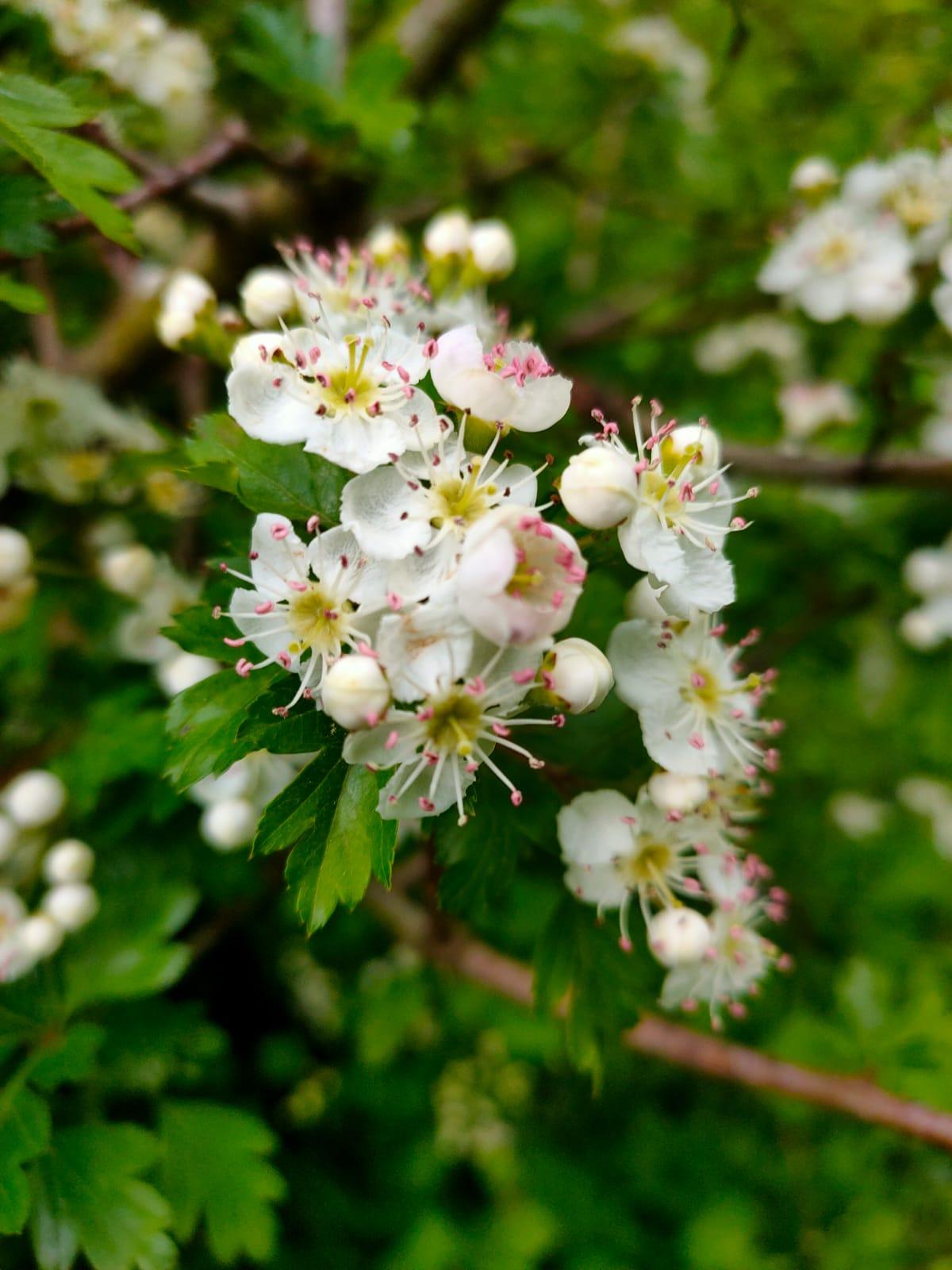 Aubepine