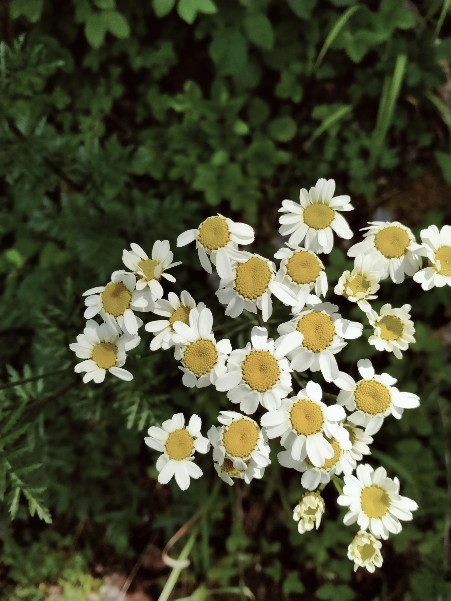 Botanique 2eme annee illustration tanacetum corymbosum 1