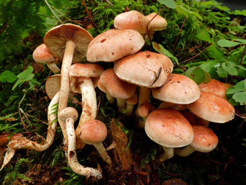 Initiation a l etude des champgnns 3eme annee pholiota astrragalina illustration