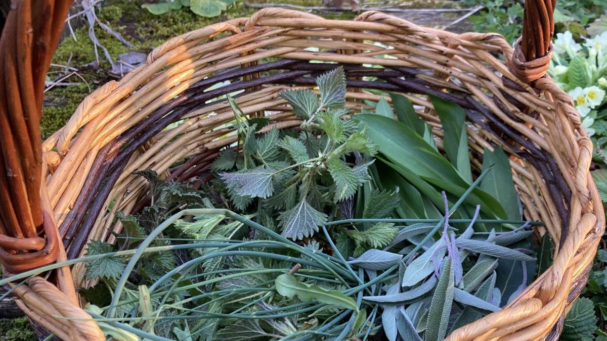 Plante sauvages comestibles cueillette printaniere