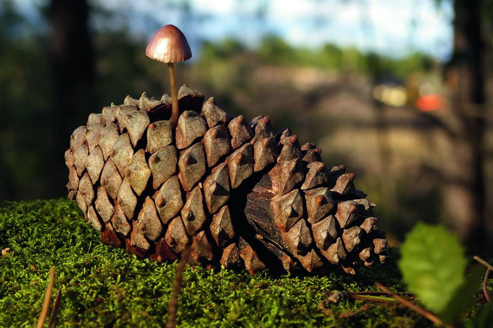 S44 initiation e tude des champignons 2e me anne e